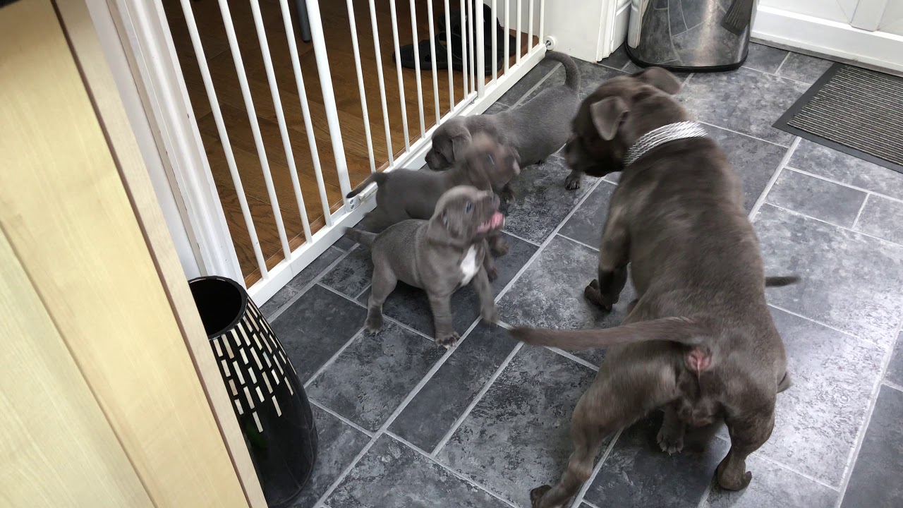 Blue Staffordshire Bull Terrier Puppy Play Fighting With Mum Youtube