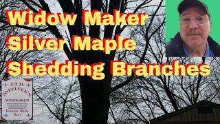Widow Maker - Silver Maple Tree Is Shedding Branches
