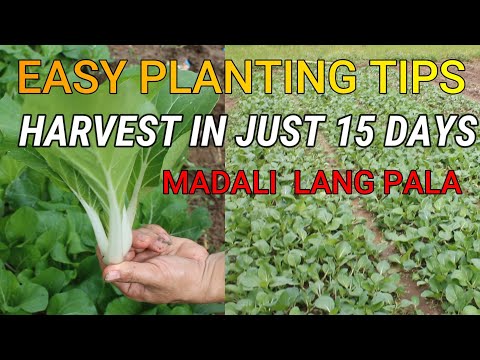 Video: Capture Cabbage Care: Isang Gabay sa Pagpapalaki ng Capture Cabbage