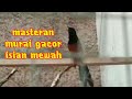 Masteran Kicau Masteran Murai Batu Gacor Isian Mewah Suara Jernih Mp3 - Mp4 Download