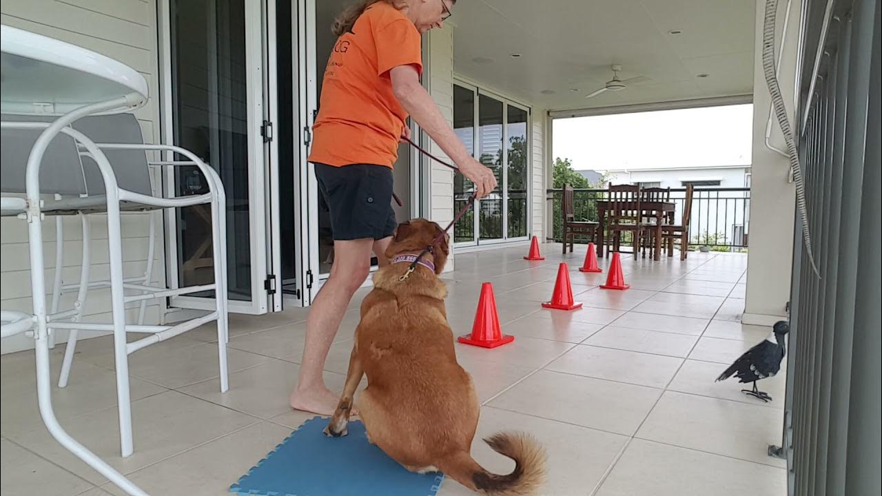 How to start Agility training at home YouTube