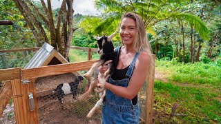 BUILDING AN A-FRAME HOME AND ANIMAL EMERGENCY!