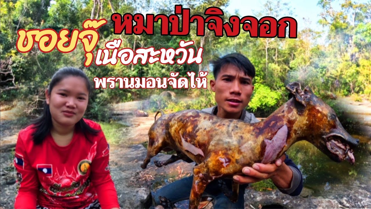 17 มกราคม ค.ศ. 2026เข้าป่าวันแรกชอยจุ๊หมาป่าจิ่งจอก(เนือสะหวัน)//ເຂ້າປ່າມື້ແລກຊອຍຈຸຫມາຈອກThonBanNa