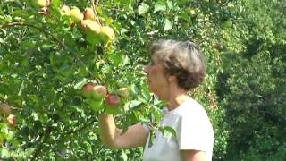 Virginia Farm Bureau - Hard Cider
