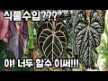 식물수입~??? 야!!! 너두 할수이써!!! 따라와! Mp3 Song