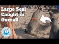 Large Seal Caught in Overall