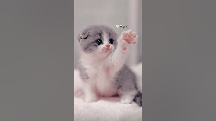 hangi kedi daha güzel | sizi seviyorum❤abone olanların ismini kanalımda paylaşacağım (isteyenlerin)