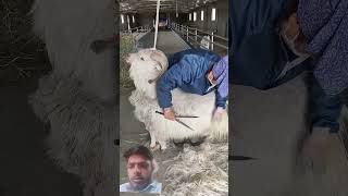 Practical Way Local Herders Stabilize Goats for Wool Trimming