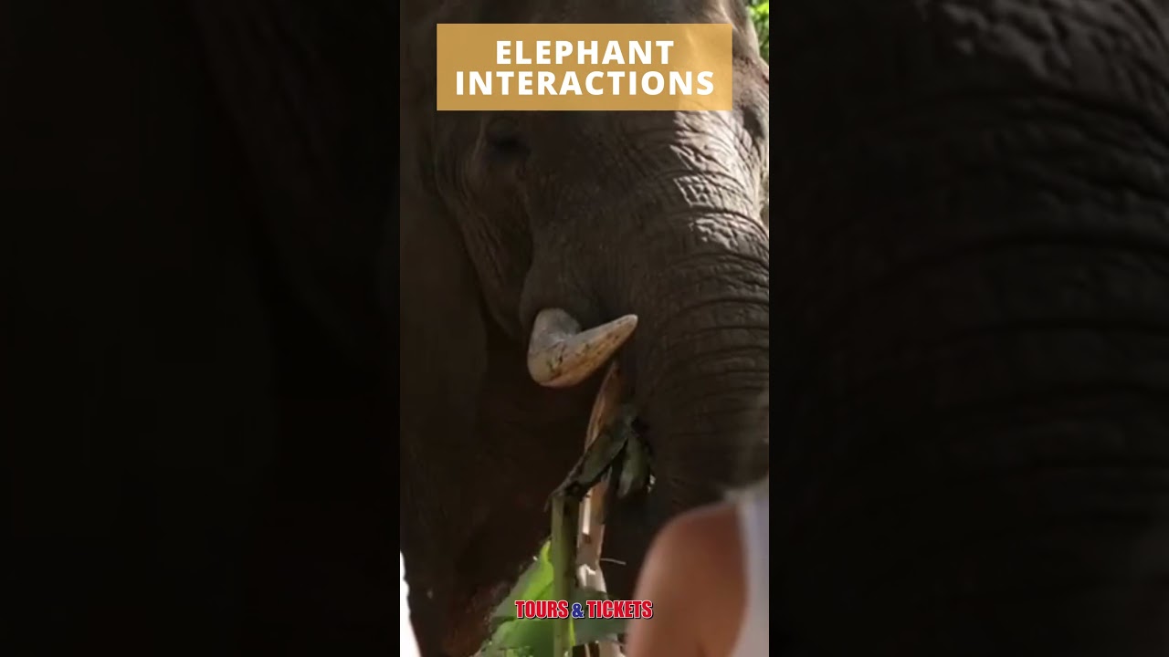 Things to do in Hazyview