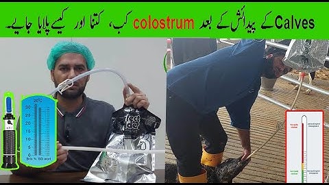 Colostrum feeding to calves|| Timing, Quantity & Quality.