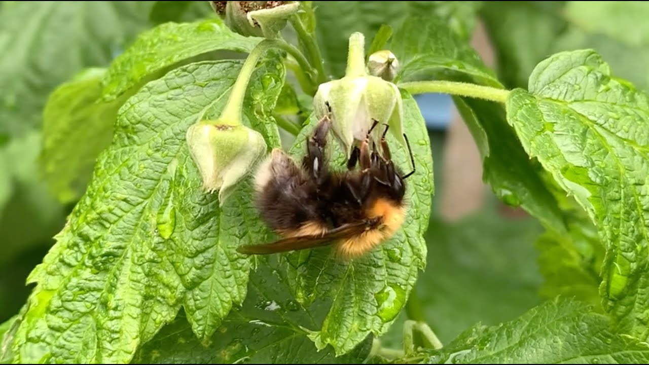 Bees and Wasps Collect Nectar from Raspberries after Rain 4K - YouTube