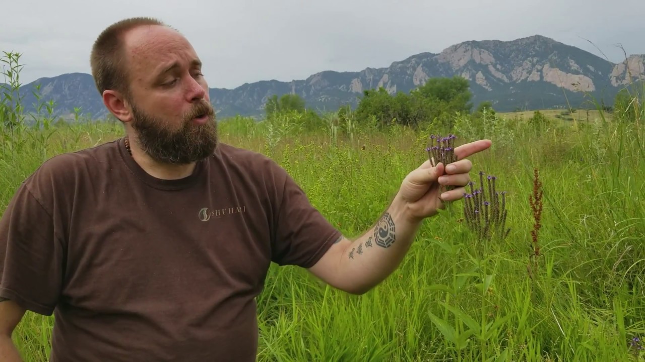 Herbs of Colorado 1 YouTube