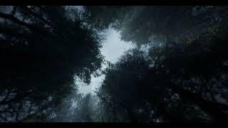 Rainfall in the Forest Canopy | Soothing Sounds of Rain from a Skyward View