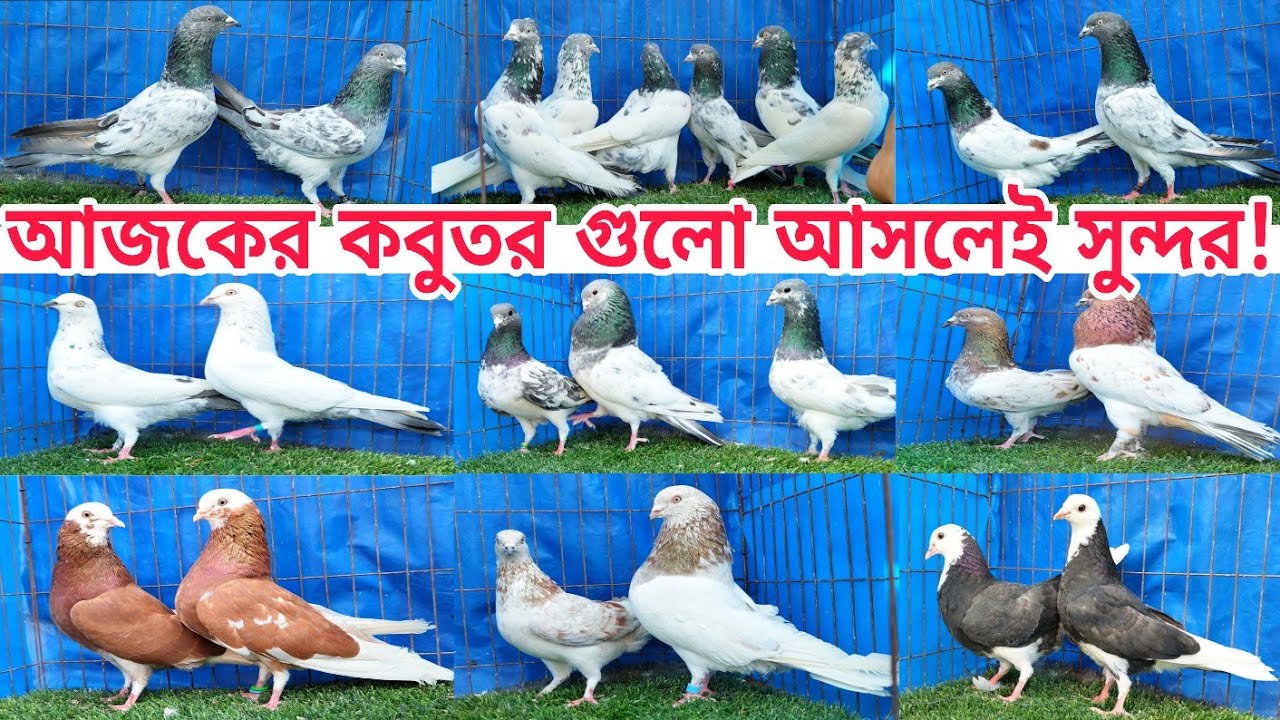 গিরিবাজ । হাই ফ্লাইয়ার । কালারিং কবুতরের বিশাল কালেকশন Gribaz coloring highflyer pigeons #shorts 