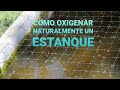 COMO SE OXIGENA EL AGUA DE UN ESTANQUE #carpaskoi #carassius