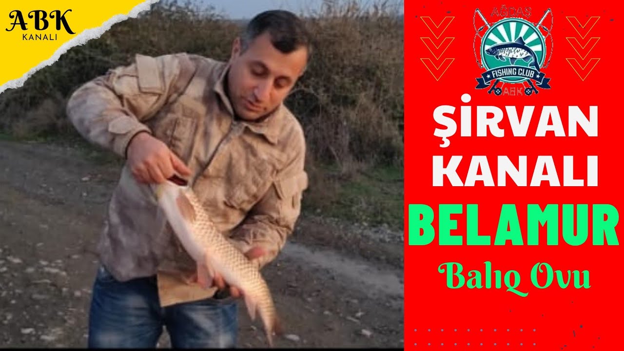 Şirvan Kanal-AĞDAŞ, balıq ovu Belamur (Белый амур) tutduq