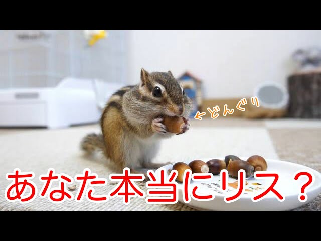 リス&あおむしドングリ 楽天市場】どんぐりを持つリス《 シマリス（11cm）》〔 WOOBIA