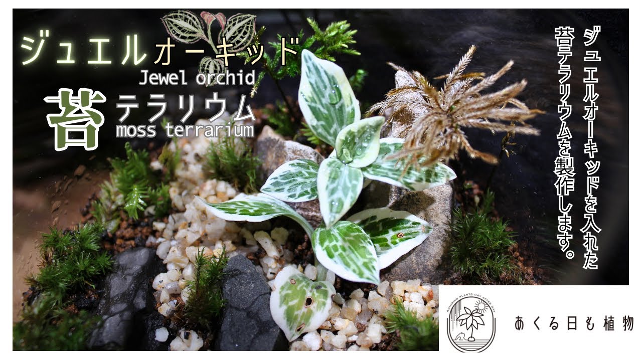 ジュエルオーキッドのいる苔テラリウム製作[Jewel orchid in moss