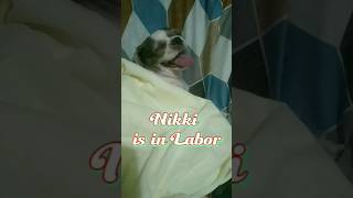 Signs of Labor in Dogs / My Dog is in Labor / Shih Tzu Pregnancy #shihtzu #shorts