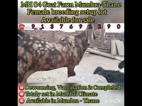 Female Goats for