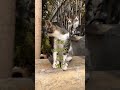 The Mystery of Cat Behaviors and Communication - Explained for Everyone!