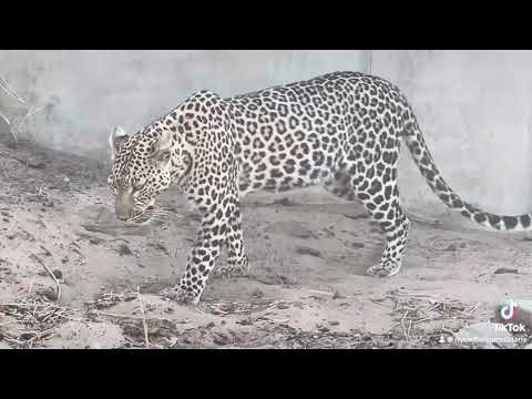 Female leopardess with an impala kill hiding it under the culvert before hoisting it up on the tree.