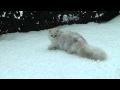 My British longhair in the snow! You can follow us on Instagram @britishcat_goldenmoonglade