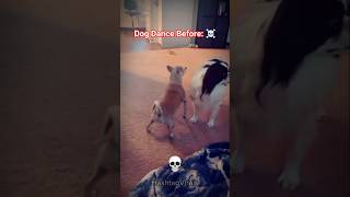Dog Dance Now Vs Dog Dance Before