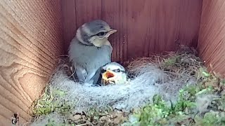 28th May 2021 - Almost there, longer video - Blue tit nest box live camera highlights