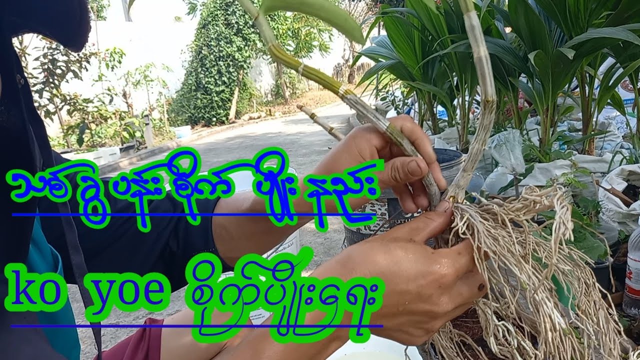 သစ်ခွပန်းစိုက်ပျိုးနည်း ko yoe စိုက္ပ်ိဳးေရး စိတ္ဝင္စားဝင္ၾကည့္လိုက္ပါ