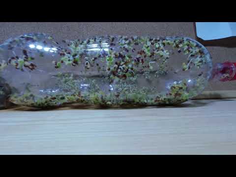 Time lapse #4 I Broccoli Sprouts 1