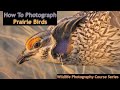 Photographing Grouse Of The Prairie - Wild Photo Adventures