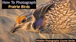 Photographing Grouse Of The Prairie  Wild Photo Adventures