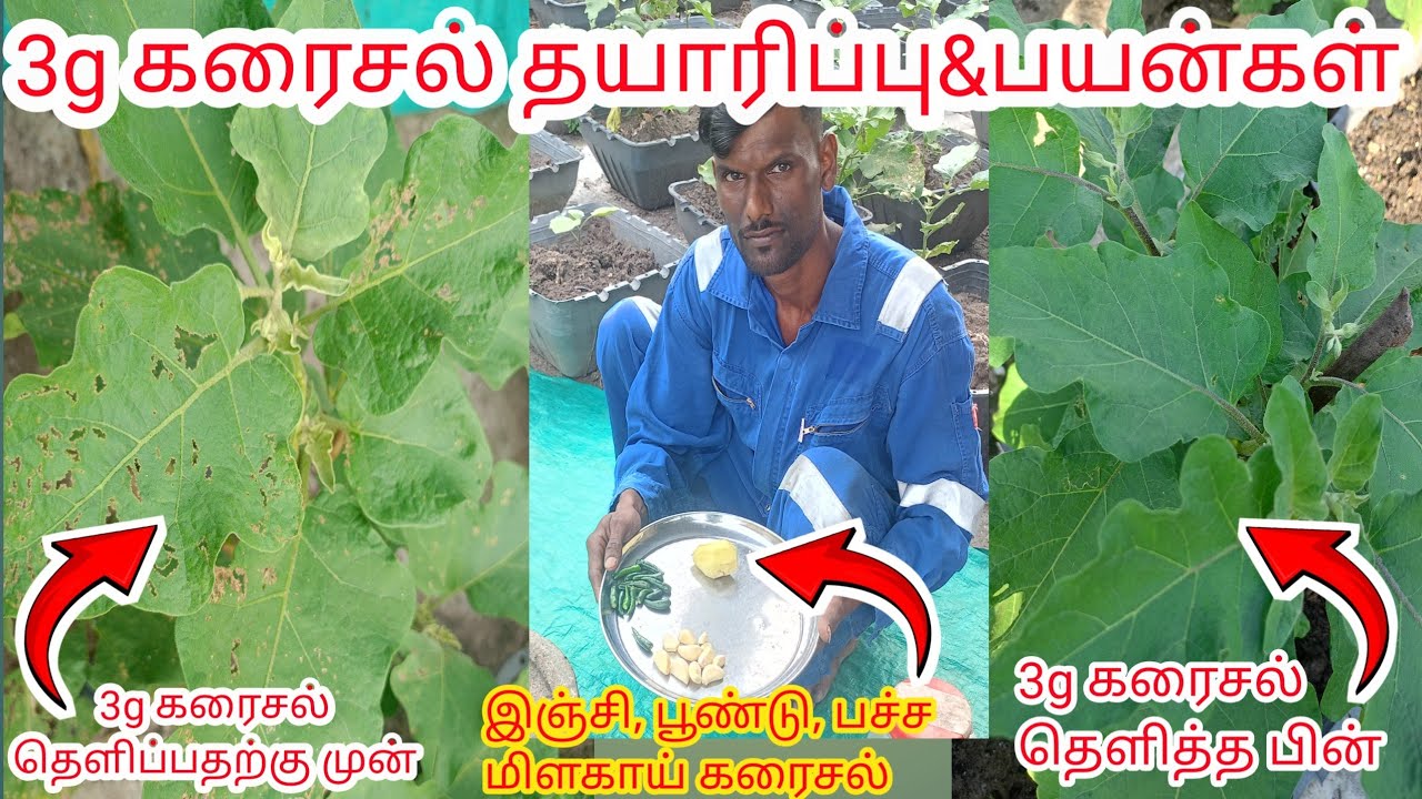 3g கரைசல் /இஞ்சி, பூண்டு, பச்சை மிளகாய் கரைசல்/3g solution.