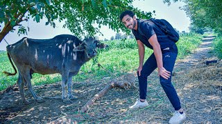 أصل الريف المصري 🗾 - الشرقيه - الزقازيق - Zagazig