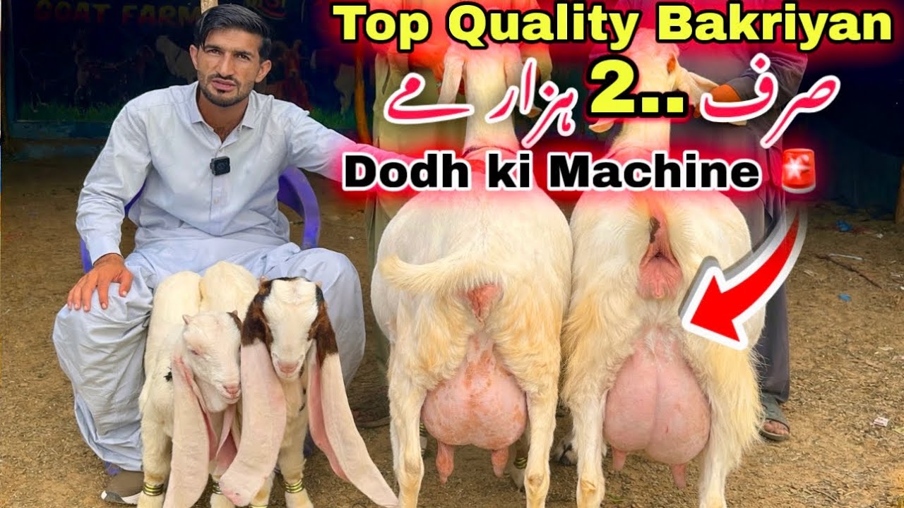 Muneer Goat Farm Top Quality 5 Bacho wali & Dodh Wale Gulabi Bakriyan & Pateri Bakriyan  