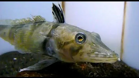 World premiere. Transparent blood fish.Ocellated icefish.世界初公開。血液が透明な魚。