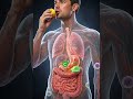 What Happens Inside Your Body When You Eat Lemon 🍋 | 3D Animation #human #3danimation #3d