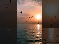 رباه شطر العمر ولى وجهه