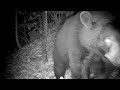 Large number of black bears snorking and scrunching my wildlife cameras, Hendersonville, NC.