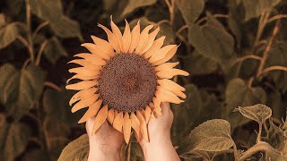 soft new beginnings (playlist) screenshot 4