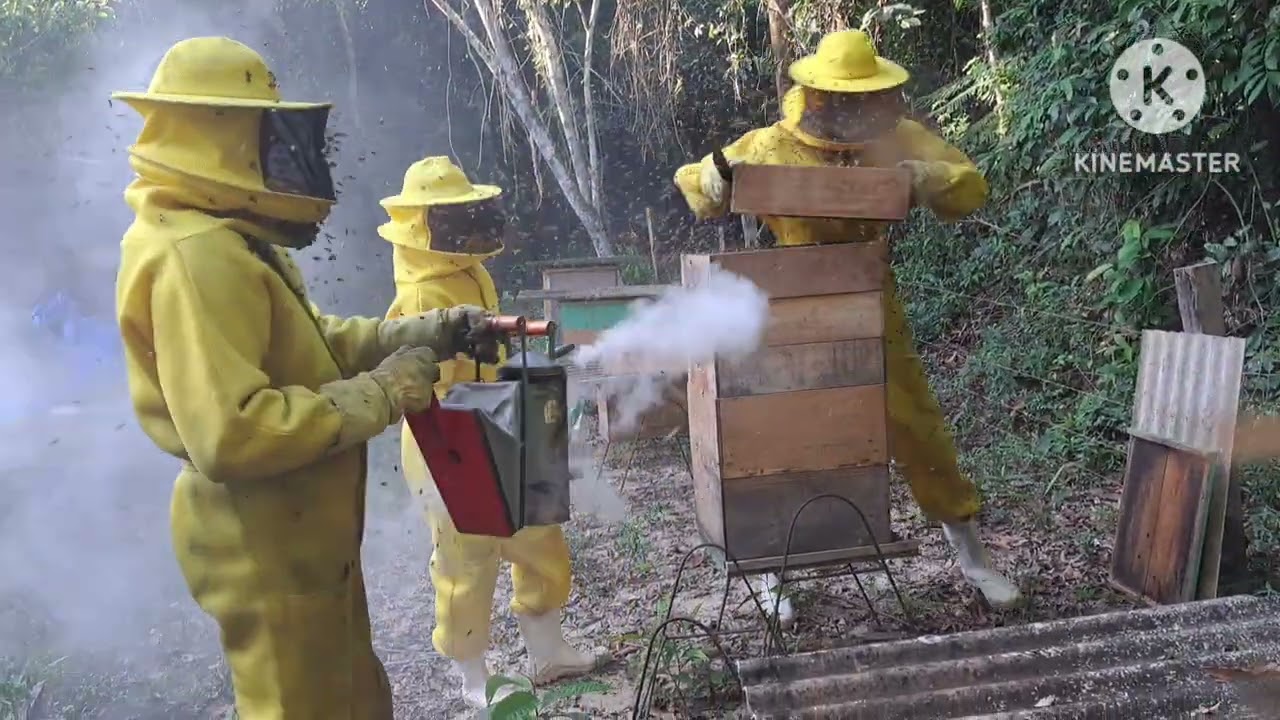 Colheita de mel 2025/Mês de agosto. 