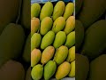 I love Mango #mangoseasons #viralshorts #enjoymangoseasons #sujeetverma