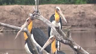 BANGAU TONGTONG (LESSER ADJUTANT) AND BANGAU BLUWOK (MILKY STORK) KING BIRDS IN MANGROVE