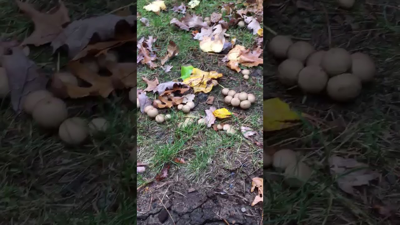 Foraging for Puff Ball Mushrooms 