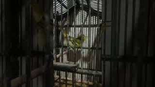 suara sirpu mirip suara perkutut #shotrs