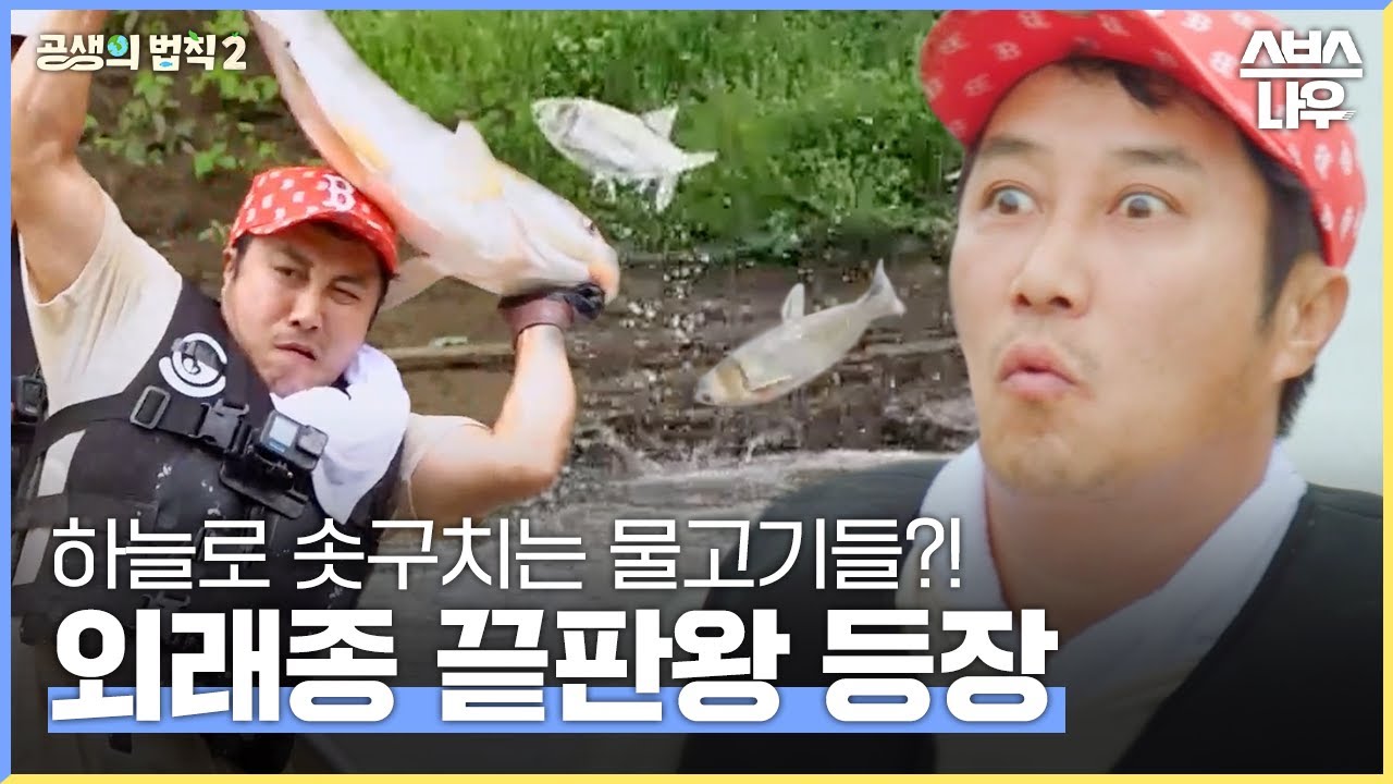 [#요약했습] 천하의 김병만도 경악하게 한 침입성 잉어! 외래종 끝판왕 침입성 잉어를 막기 위한 ESG 특공대의 노력! #공생의법칙2 | SBSNOW
