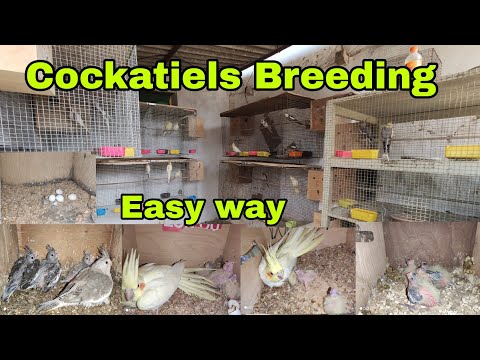 Video: Hvordan Bade En Cockatiel