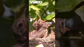 pride, humility, parrot, jungle, lesson, motivation, friendship#trending #wildlife #birds🌴🐦🕊️🦜🌲🐈