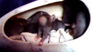 Rattery Rivkas J-Ness 23 Dagen Oud